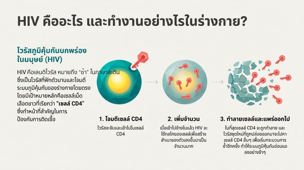 HIV ย่อมาจากไวรัสภูมิคุ้มกันบกพร่อง