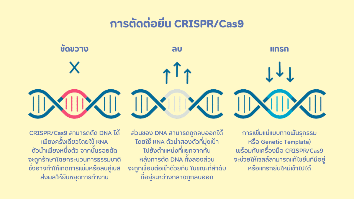 การแก้ไขพันธุกรรม (Gene Editing)