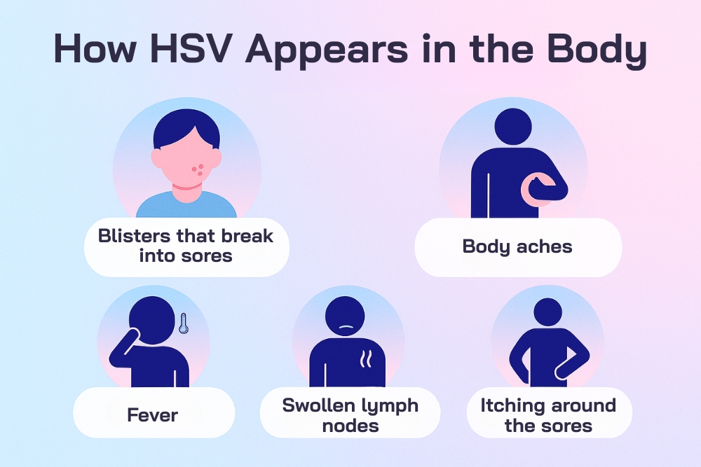 How HSV Infection Appears in the Body