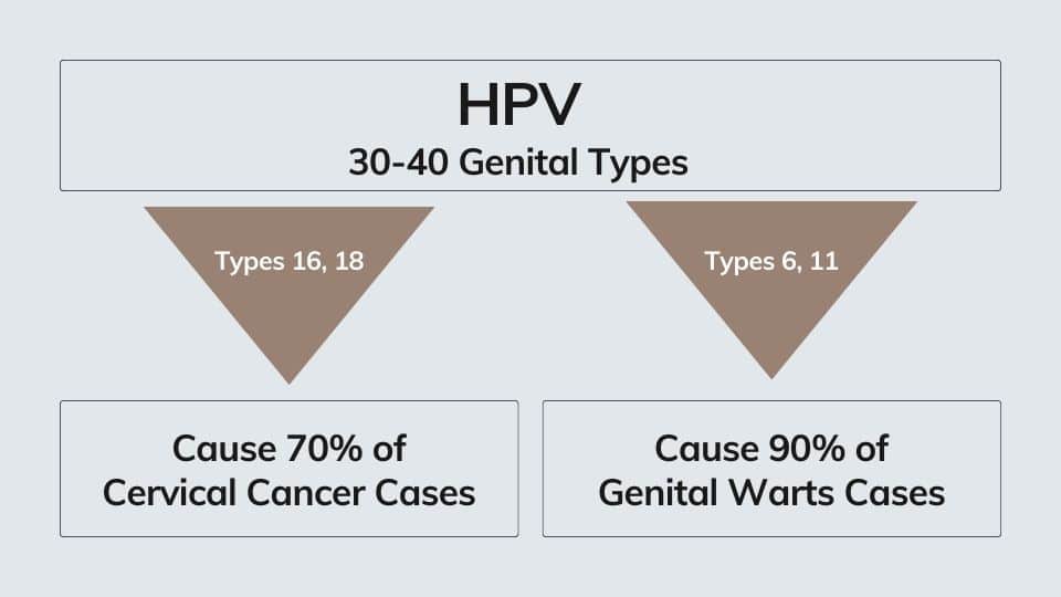 HPV Types