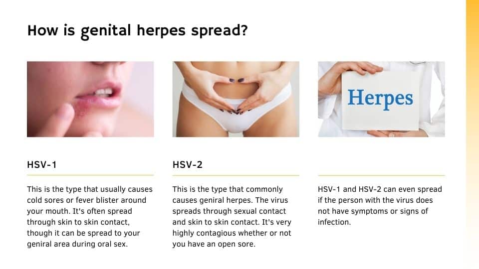 How is genital herpes spread