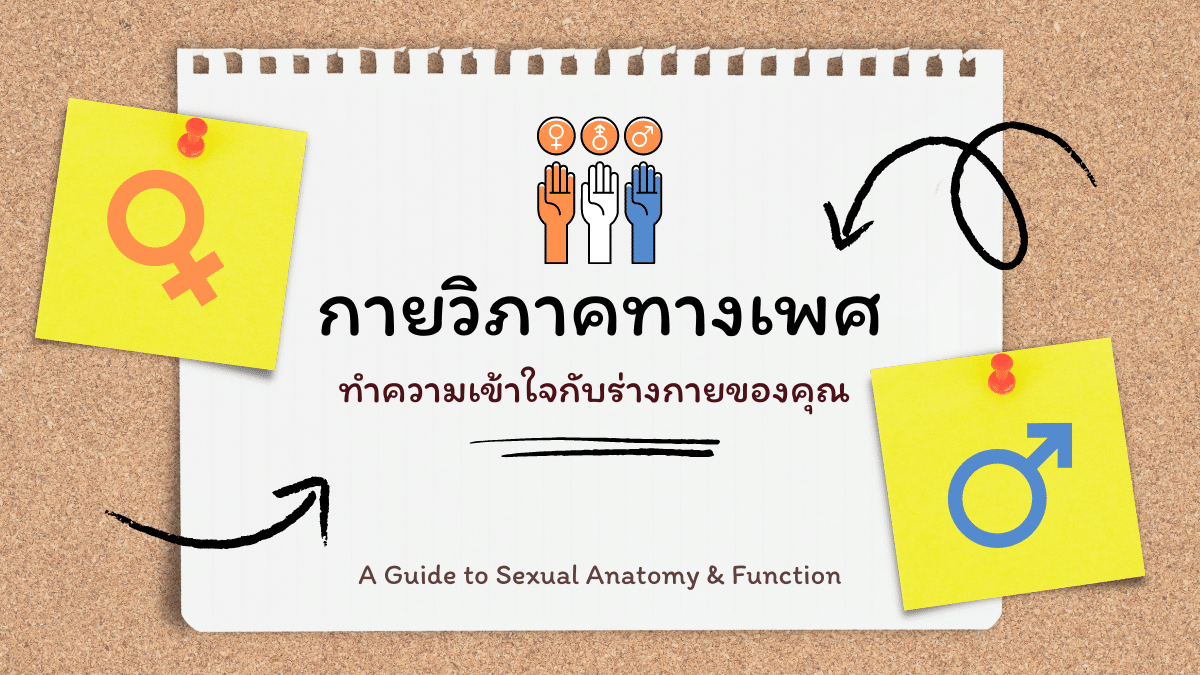 กายวิภาคทางเพศ – ทำความเข้าใจกับร่างกายของคุณ