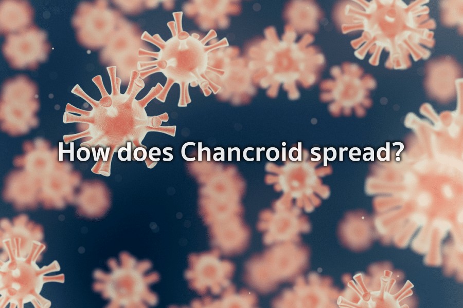 How does chancroid spread