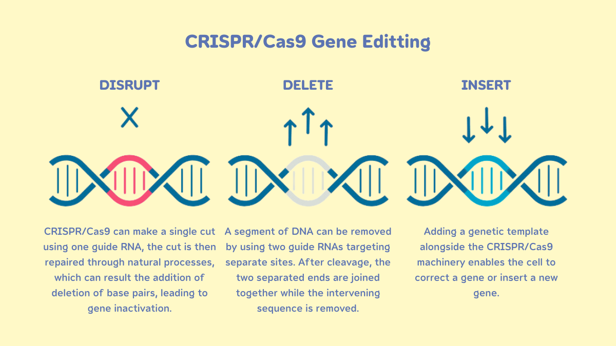 CRISPRCas9 Gene Editting