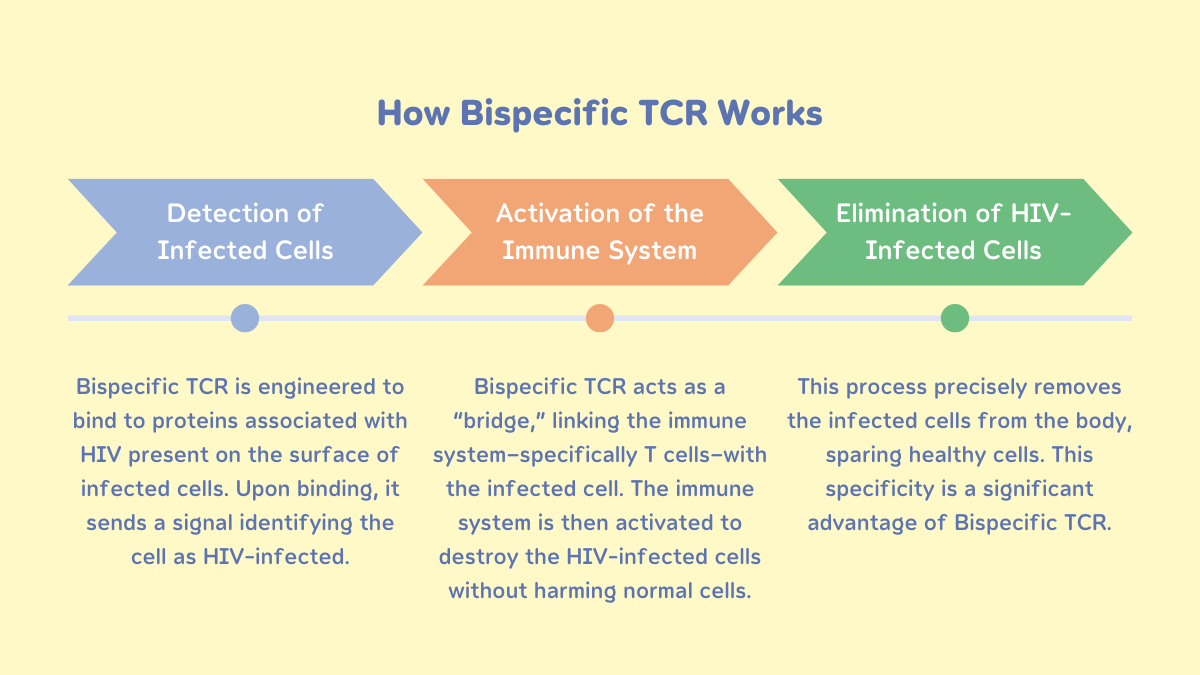 How Bispecific TCR Works