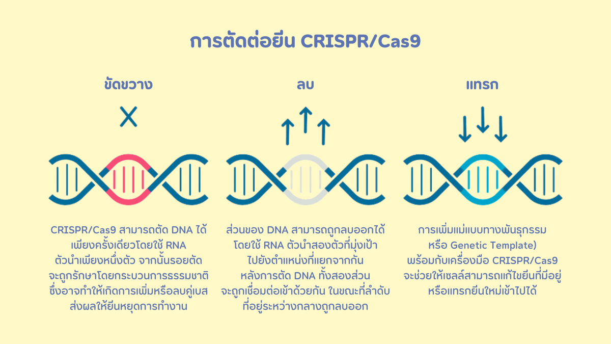 การแก้ไขพันธุกรรม (Gene Editing)