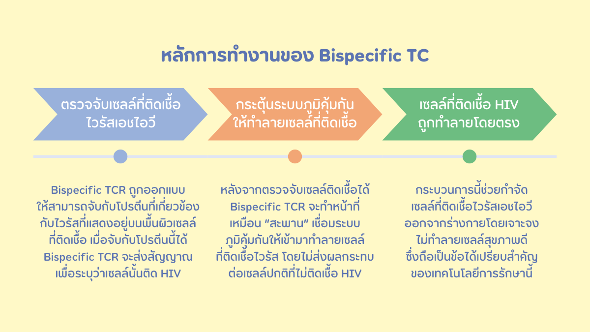 หลักการทำงานของ Bispecific TC