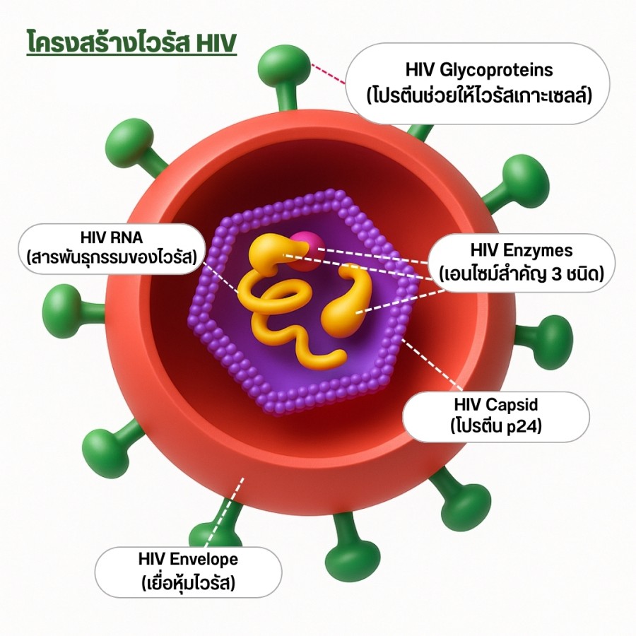 โครงสร้างไวรัส HIV